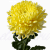 Хризантема одиночная