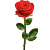 Розы