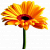 Цветы