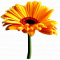 Цветы